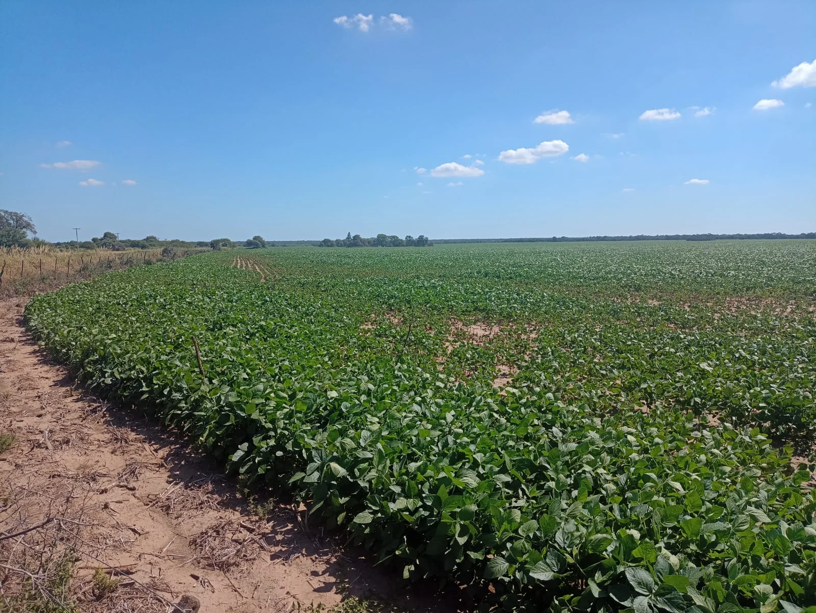 Campo productivo en Tulumba, Córdoba