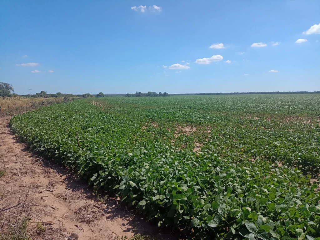 campo-puesto-de-sanchez (1)