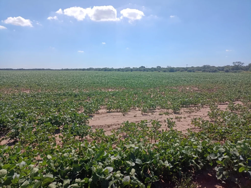 campo-puesto-de-sanchez (10)