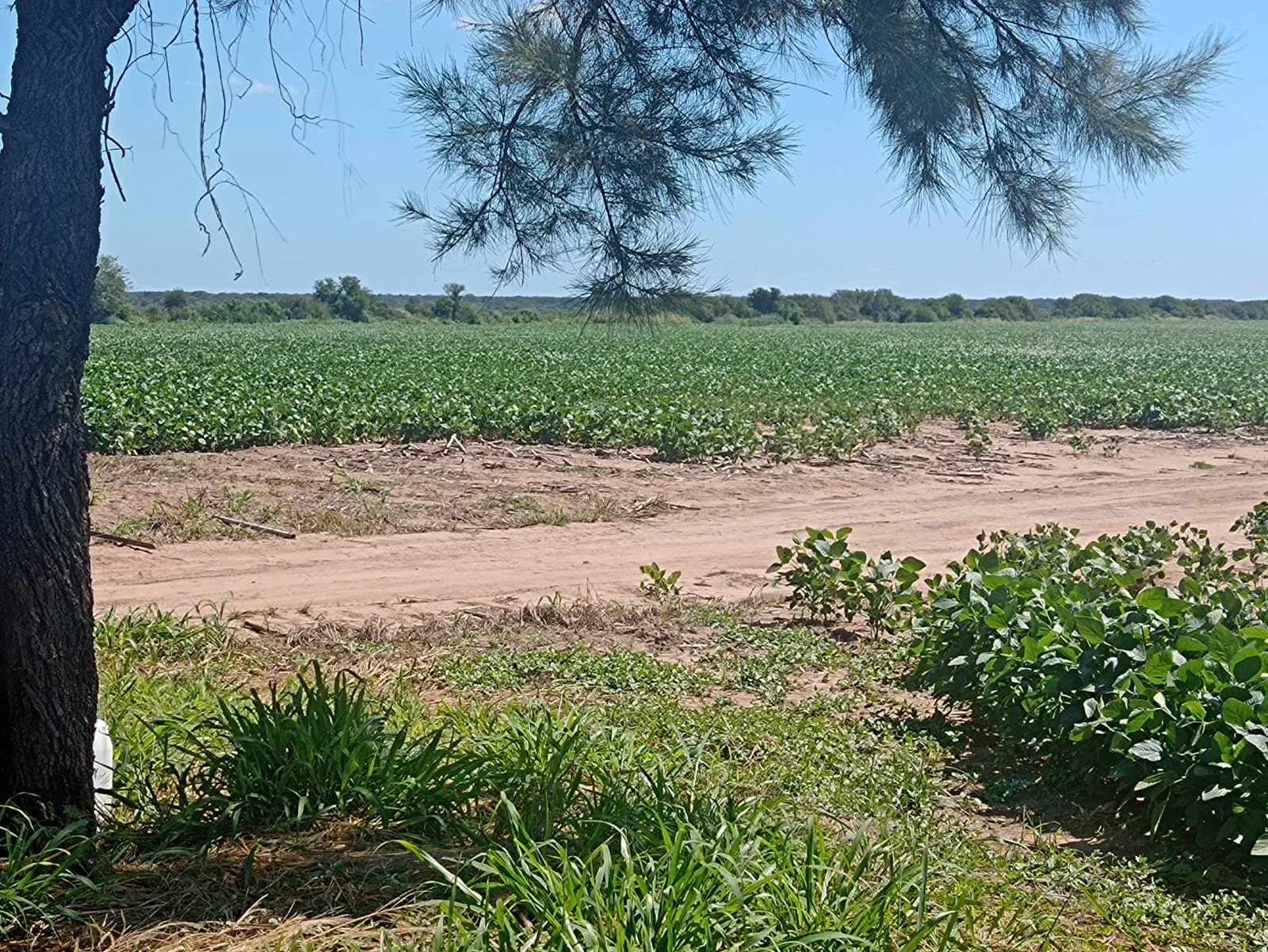 campo-puesto-de-sanchez (12)