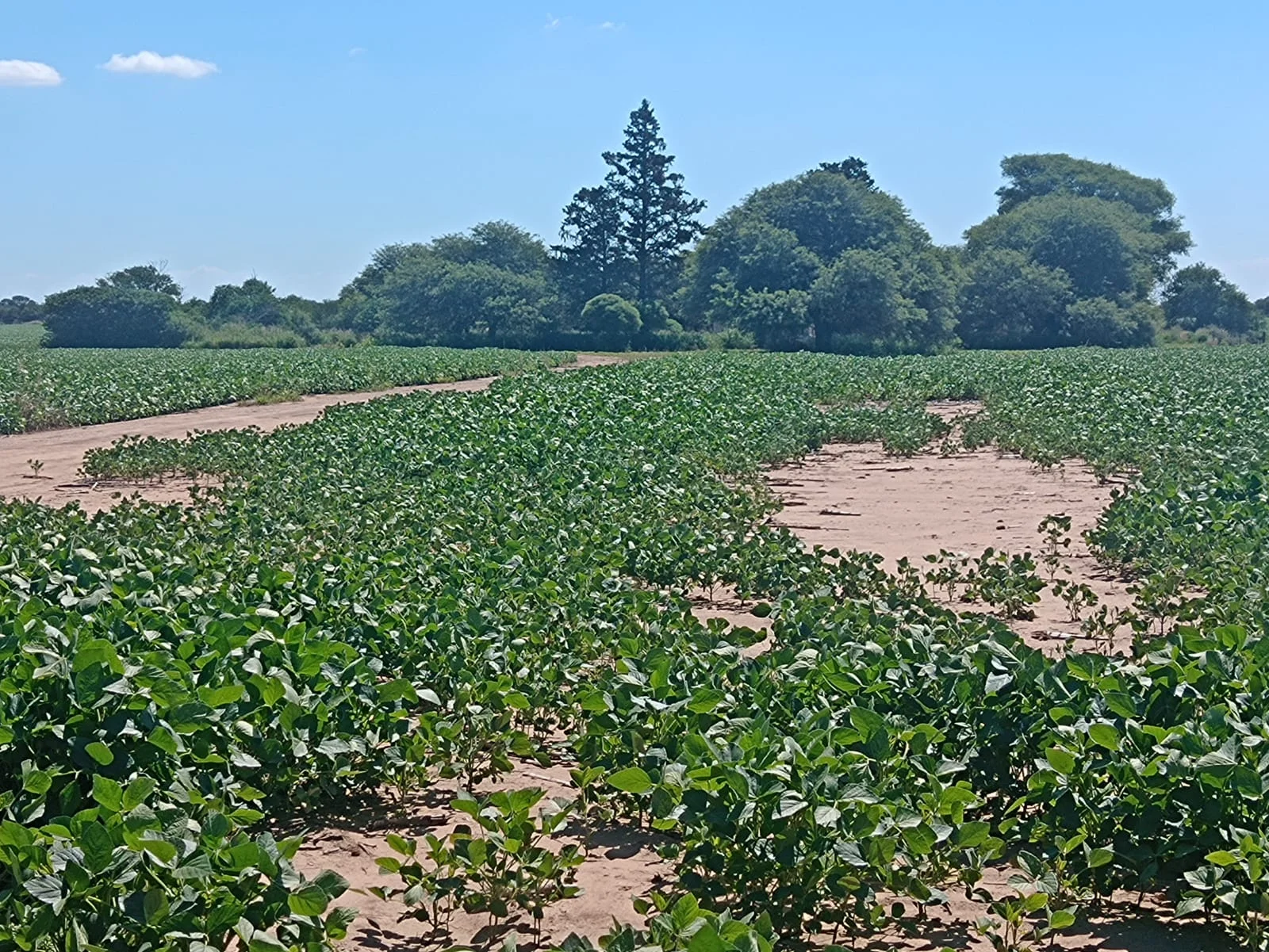 campo-puesto-de-sanchez (13)