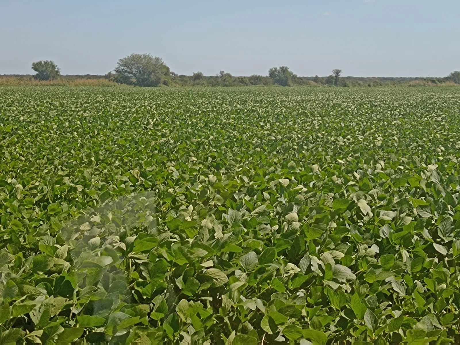 campo-puesto-de-sanchez (2)