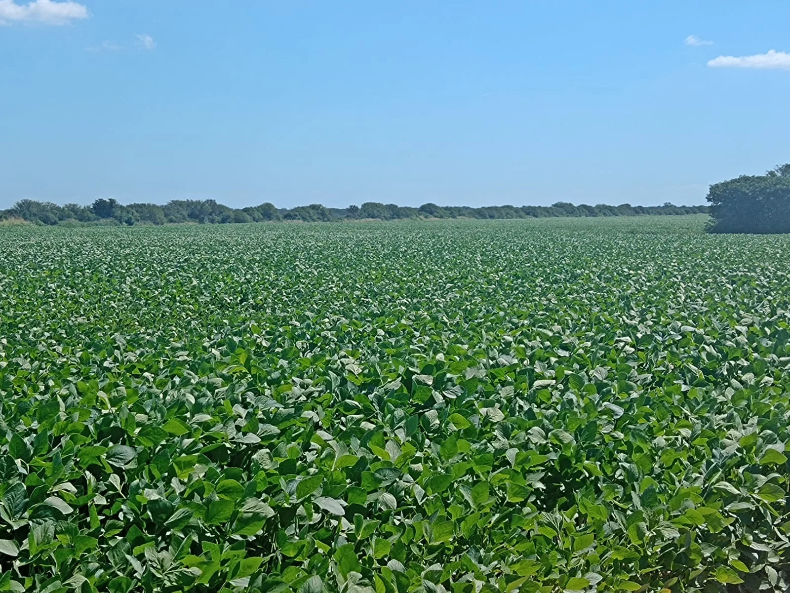 campo-puesto-de-sanchez (3)