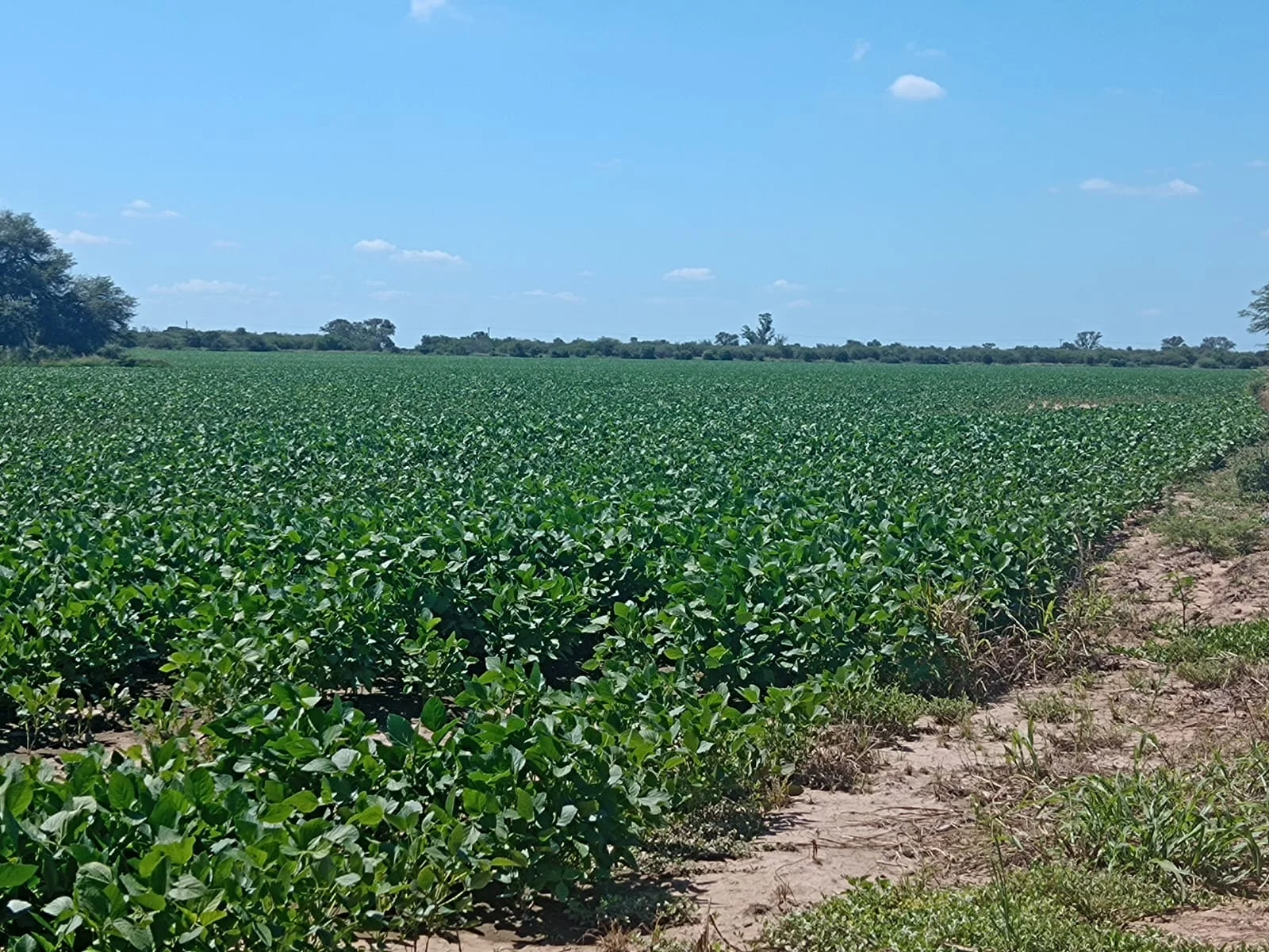 campo-puesto-de-sanchez (8)