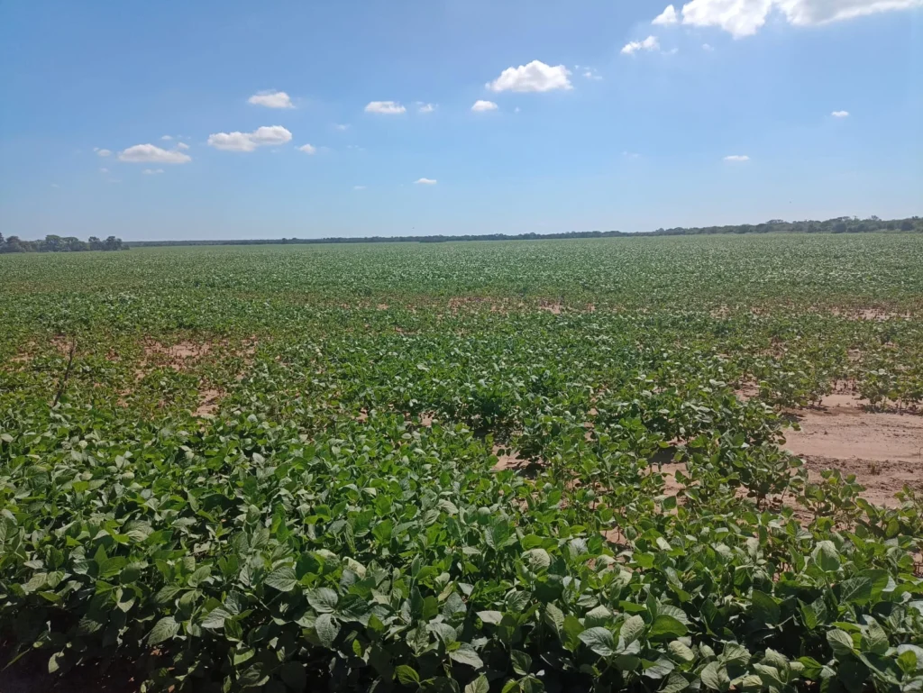 campo-puesto-de-sanchez (9)