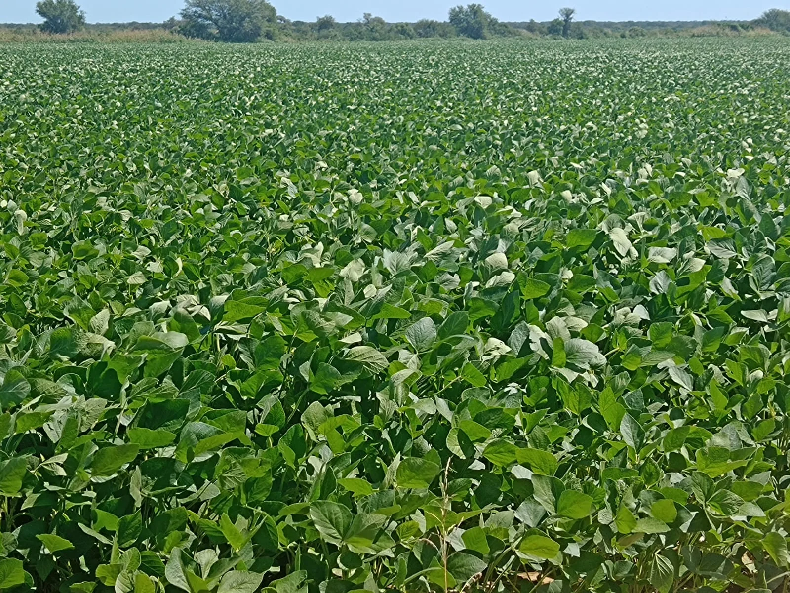 campo-puesto-de-sanchez